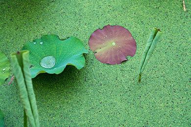 Xbox将在沙特地区停售？微软回应：假消息